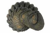 Wide, Bumpy Enrolled Morocops Trilobite #125152-1
